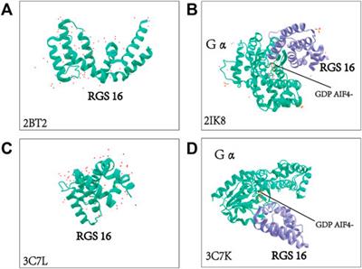 Functions of regulators of G protein signaling 16 in immunity, inflammation, and other diseases